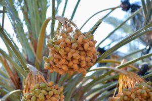 מארז תמרים ישראלי